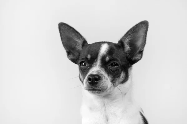 Chihuahua — Stock Photo, Image