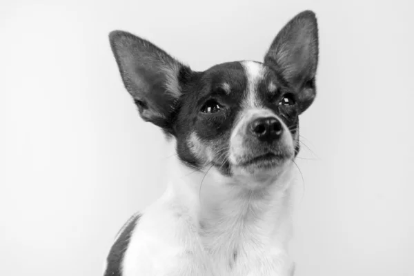 Chihuahua — Stockfoto