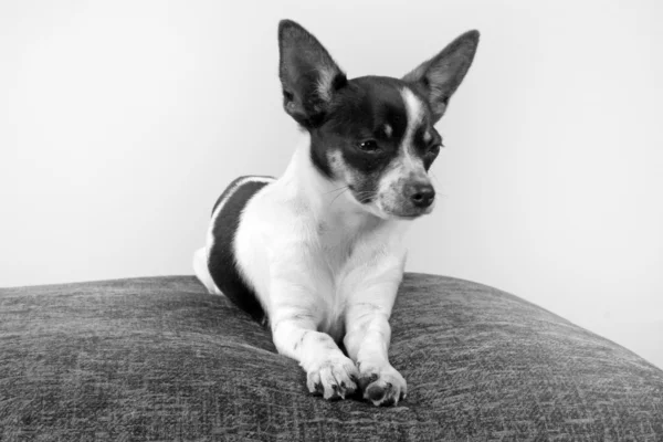 Chihuahua a — Photo