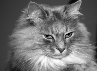 uzun saçlı kedi çarpıcı