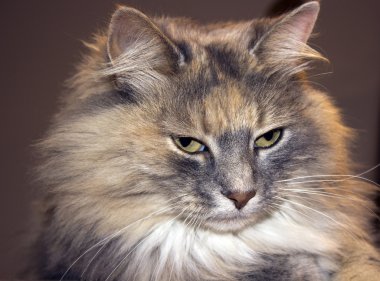 uzun saçlı kedi çarpıcı