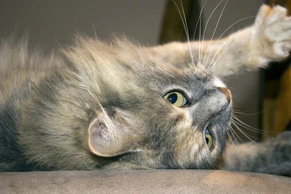 Stunning long haired cat — Stock Photo, Image