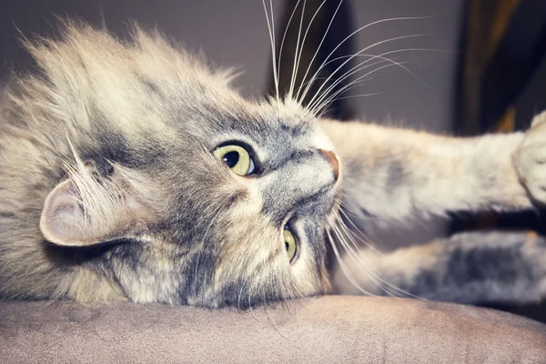 Prachtige lange haired kat — Stockfoto