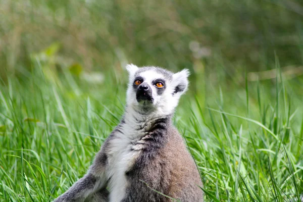 Lemur — Stok Foto