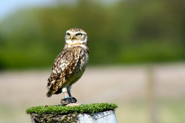 Barn owl — Stock Photo, Image