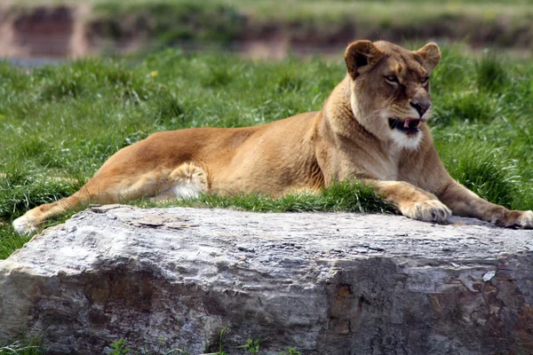 Löwe — Stockfoto