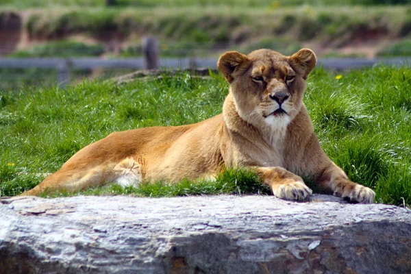 Aslan — Stok fotoğraf