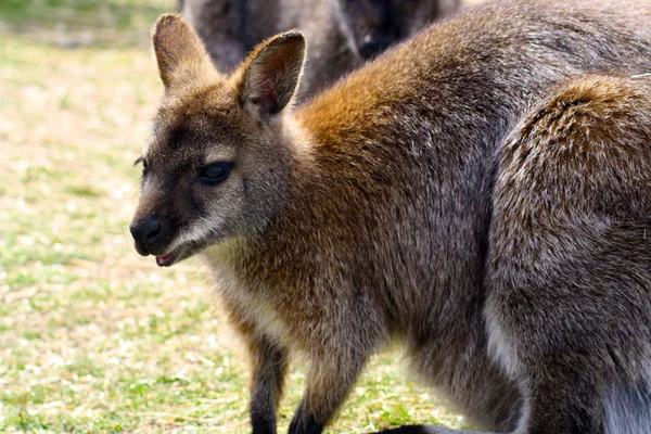 Wallaby — Stock fotografie