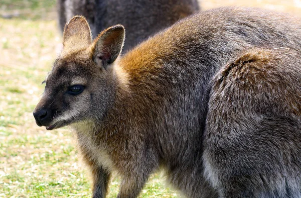 ¡Wallaby! — Foto de Stock