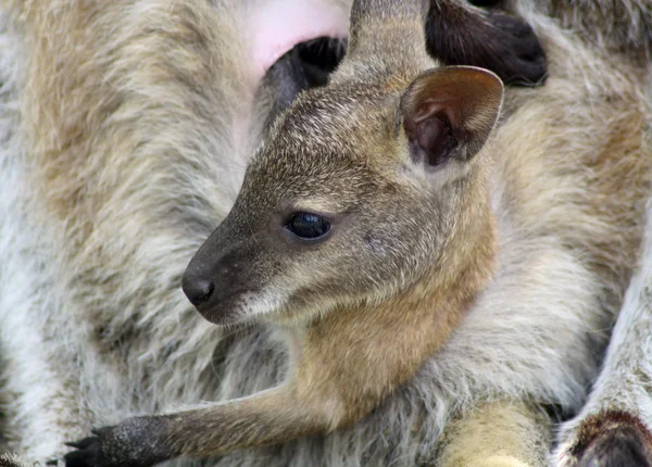 Wallaby... — Fotografia de Stock