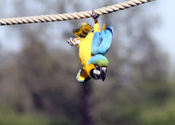 Parrot — Stock Photo, Image