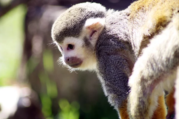 Squirrel monkey — Stock Photo, Image