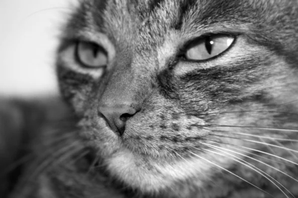 Tabby-Katze — Stockfoto