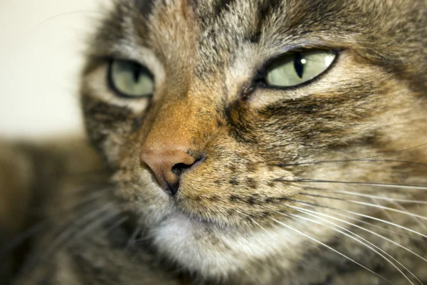 Tabby cat — Stock Photo, Image