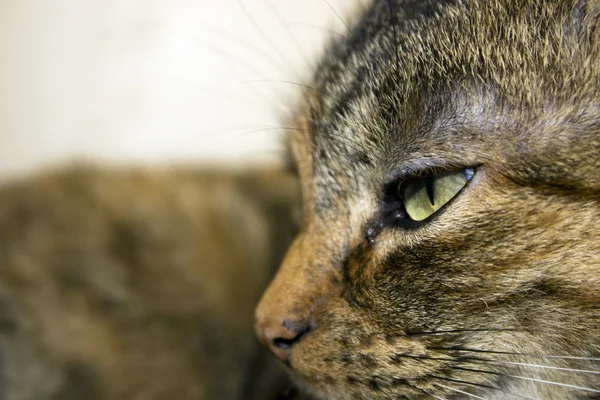 Tabby cat — Stock Photo, Image