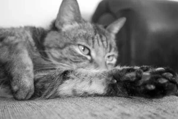 Chat tabby — Photo