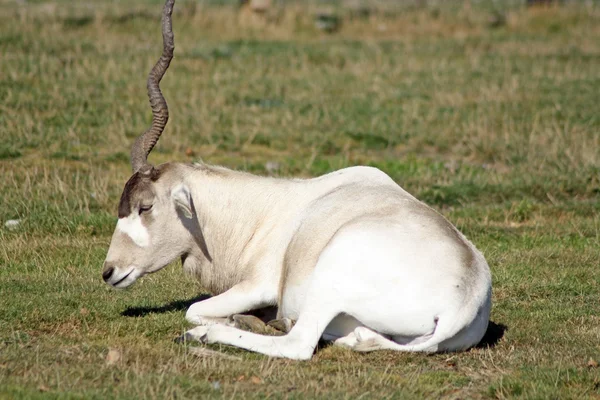 Addax — Stockfoto