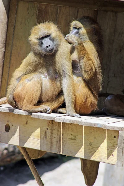 Baboons — Stock Photo, Image