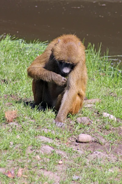 Baboons — Stock Photo, Image