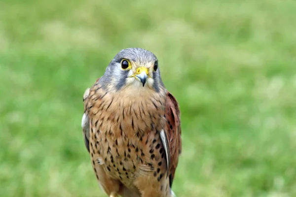 Pájaro de presa — Foto de Stock