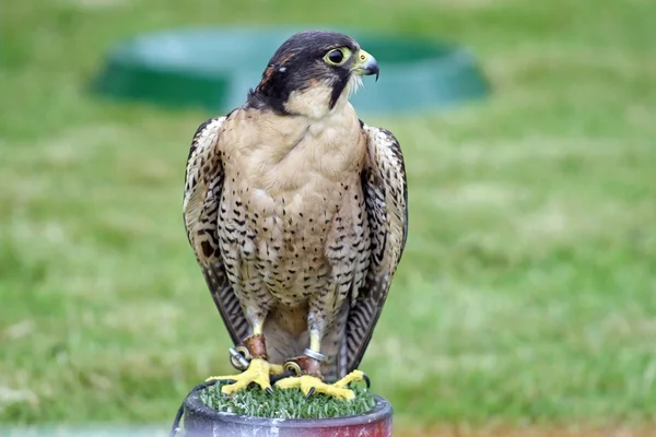 Greifvogel — Stockfoto