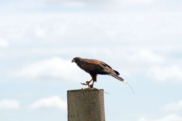 Greifvogel — Stockfoto