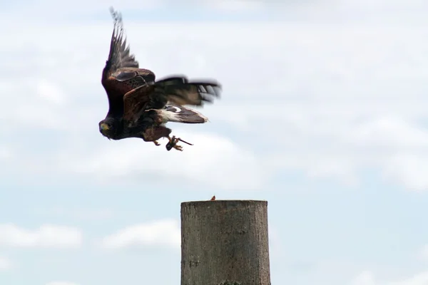 Greifvogel — Stockfoto