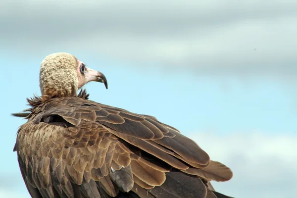 Bird of prey — Stock Photo, Image