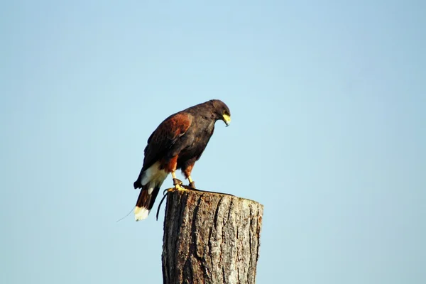 Greifvogel — Stockfoto