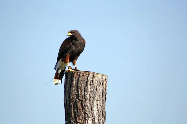 Uccello rapace — Foto Stock