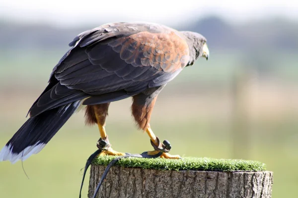 獲物の鳥 — ストック写真