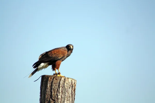 Bird of prey — Stock Photo, Image