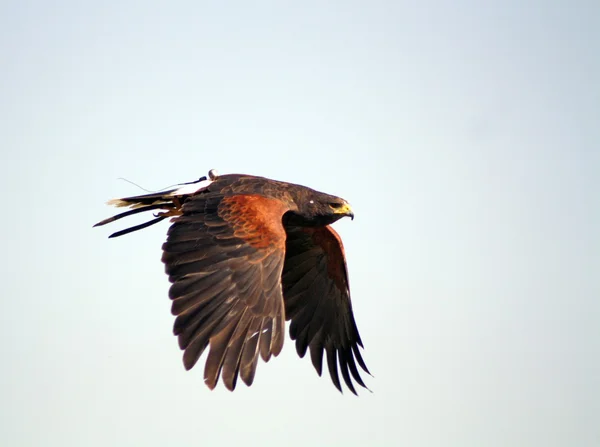 獲物の鳥 — ストック写真