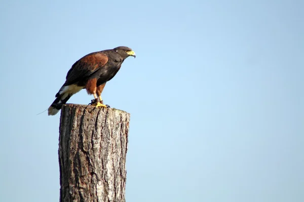 Bird of prey — Stock Photo, Image