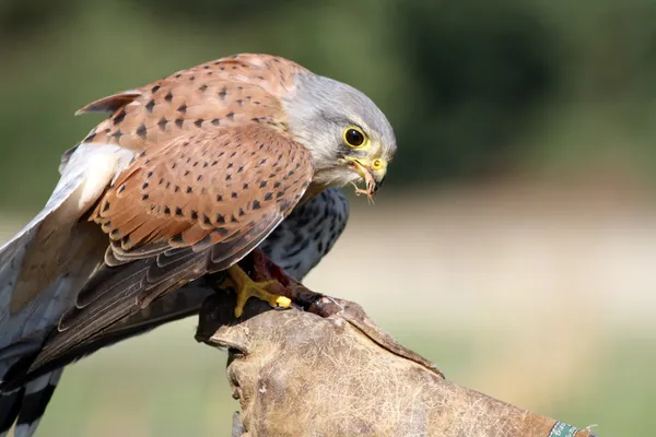 Greifvogel — Stockfoto