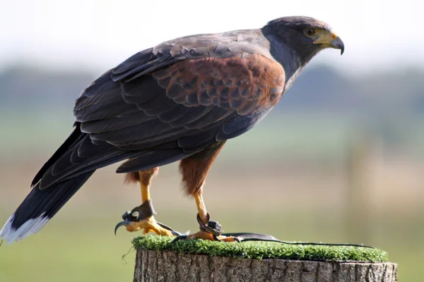 Pájaro de presa —  Fotos de Stock