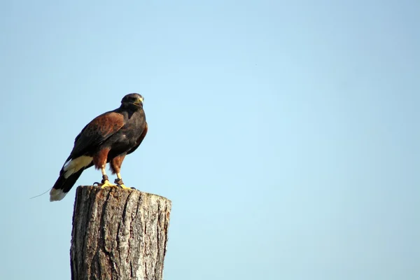 Greifvogel — Stockfoto