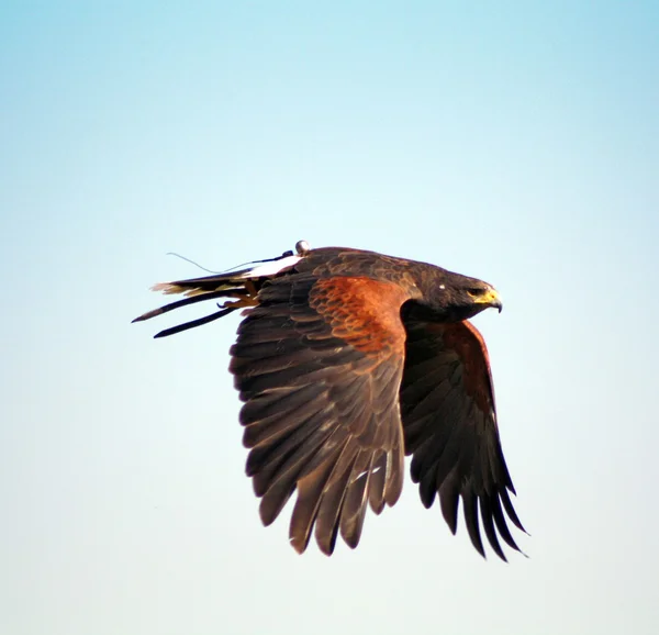 Yırtıcı Kuş — Stok fotoğraf
