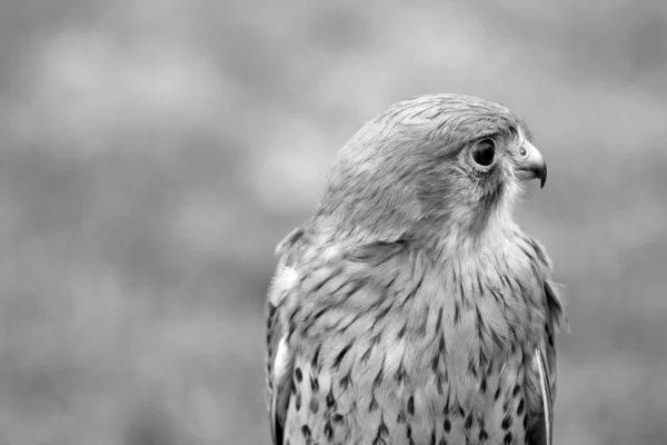 Bird of prey — Stock Photo, Image