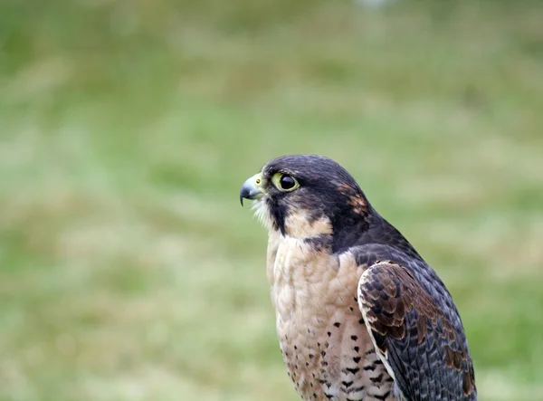 Pájaro de presa — Foto de Stock