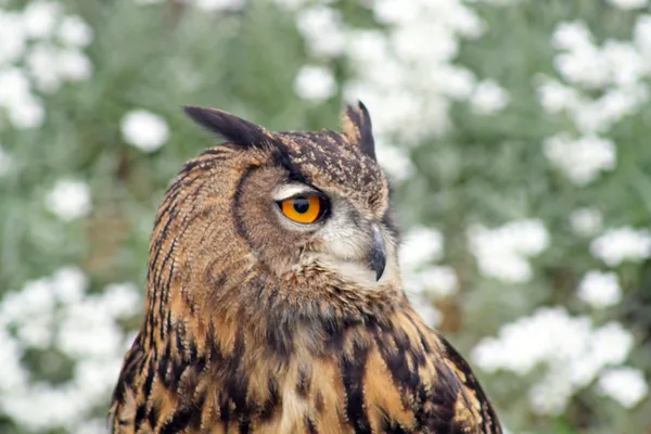 Bird of prey — Stock Photo, Image