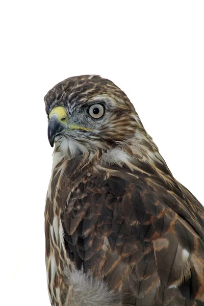 Bird of prey — Stock Photo, Image