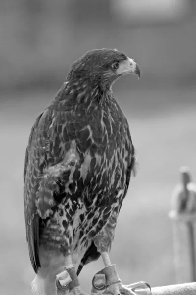 Greifvogel — Stockfoto