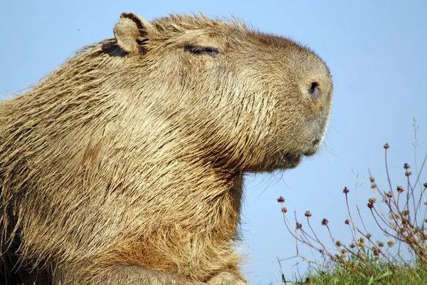 Kapibara — Zdjęcie stockowe
