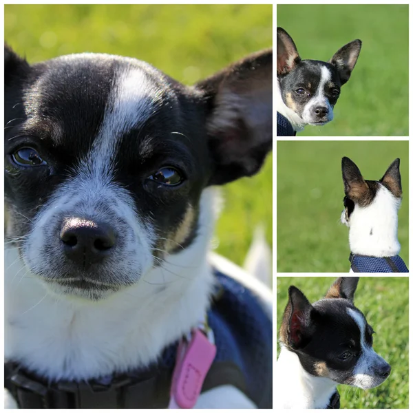 Chihuahua słodkie — Zdjęcie stockowe