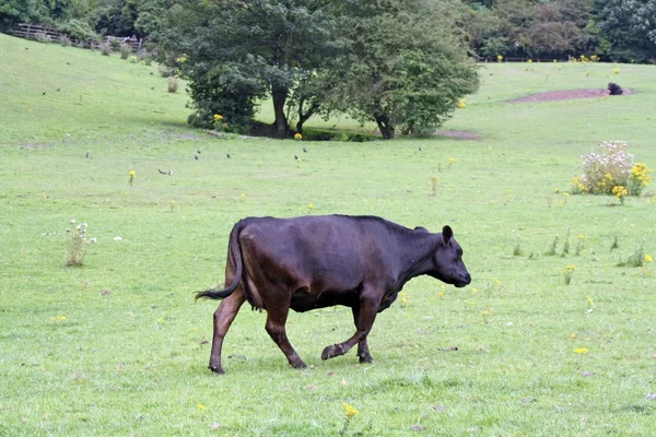 Cows — Stock Photo, Image