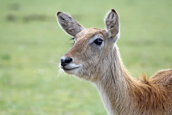 Deer — Stock Photo, Image