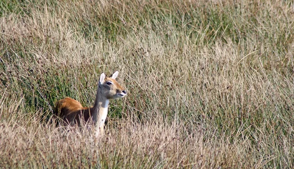 Deer — Stock Photo, Image