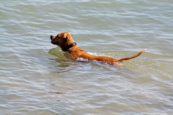 Ein Hund — Stockfoto