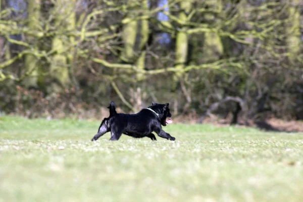 Ein Hund — Stockfoto